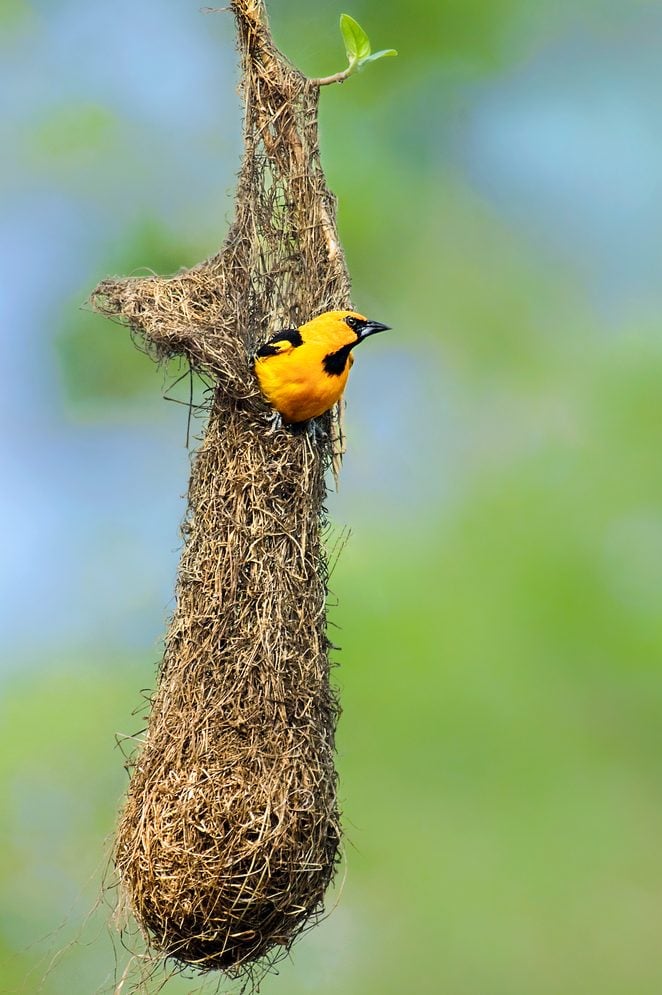 A Baltimore Oriole baseball bat.jpg