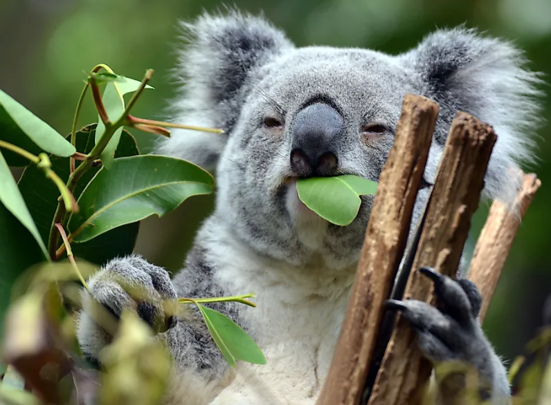 Eucalyptus leaf binging by Rocky Koala.png
