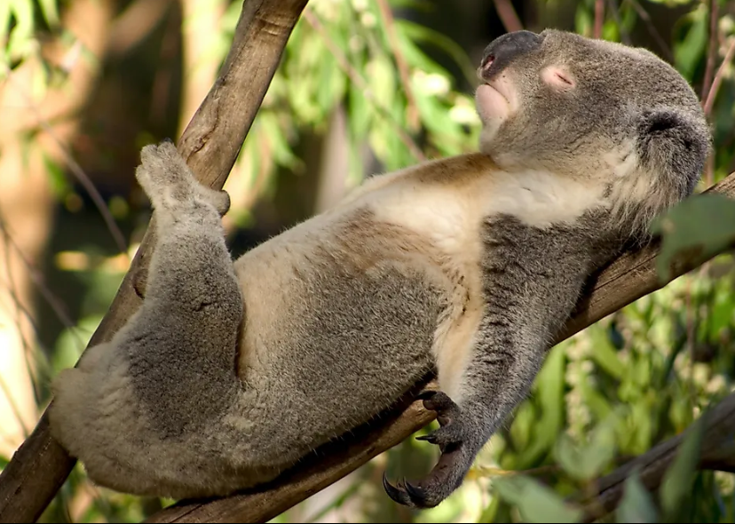 Rocky Koala after a Eucalyptus eating binge.png