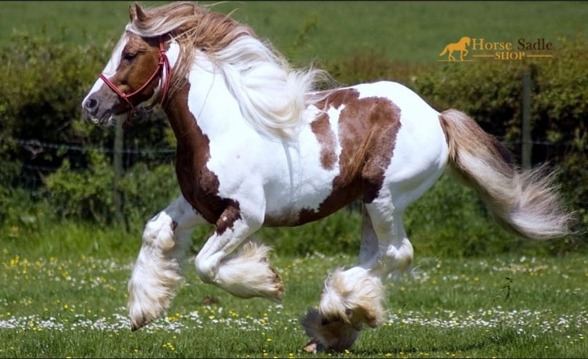 Superfast  Bud Clydesdale Clark.jpg