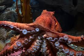 NorthernGiantPacificOctopus.jpg