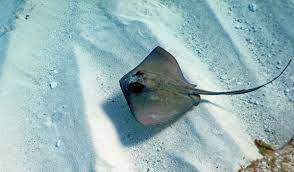 StingRay.jpg