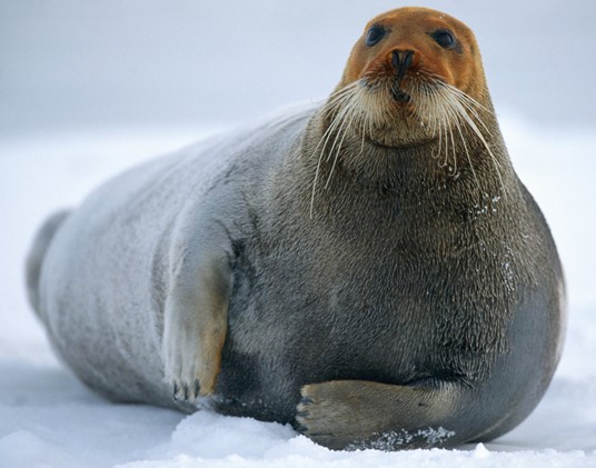 Redhead_Seal.jpg